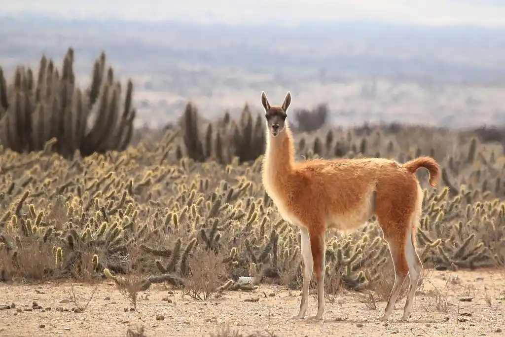 Operación industrial