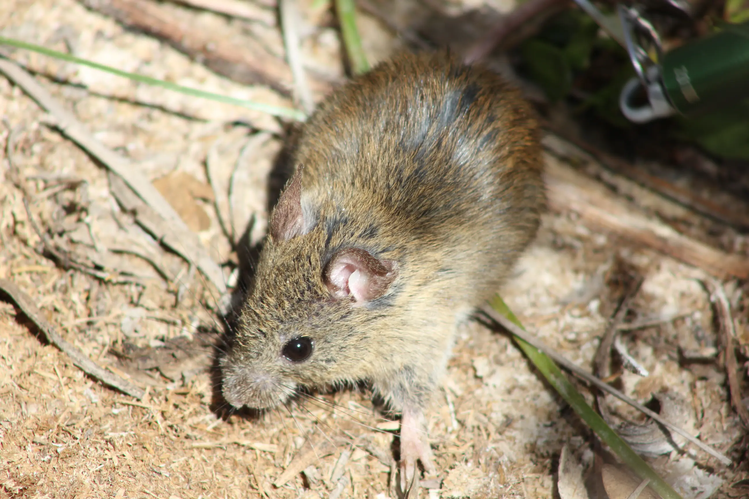 Monitoreo ambiental en terreno