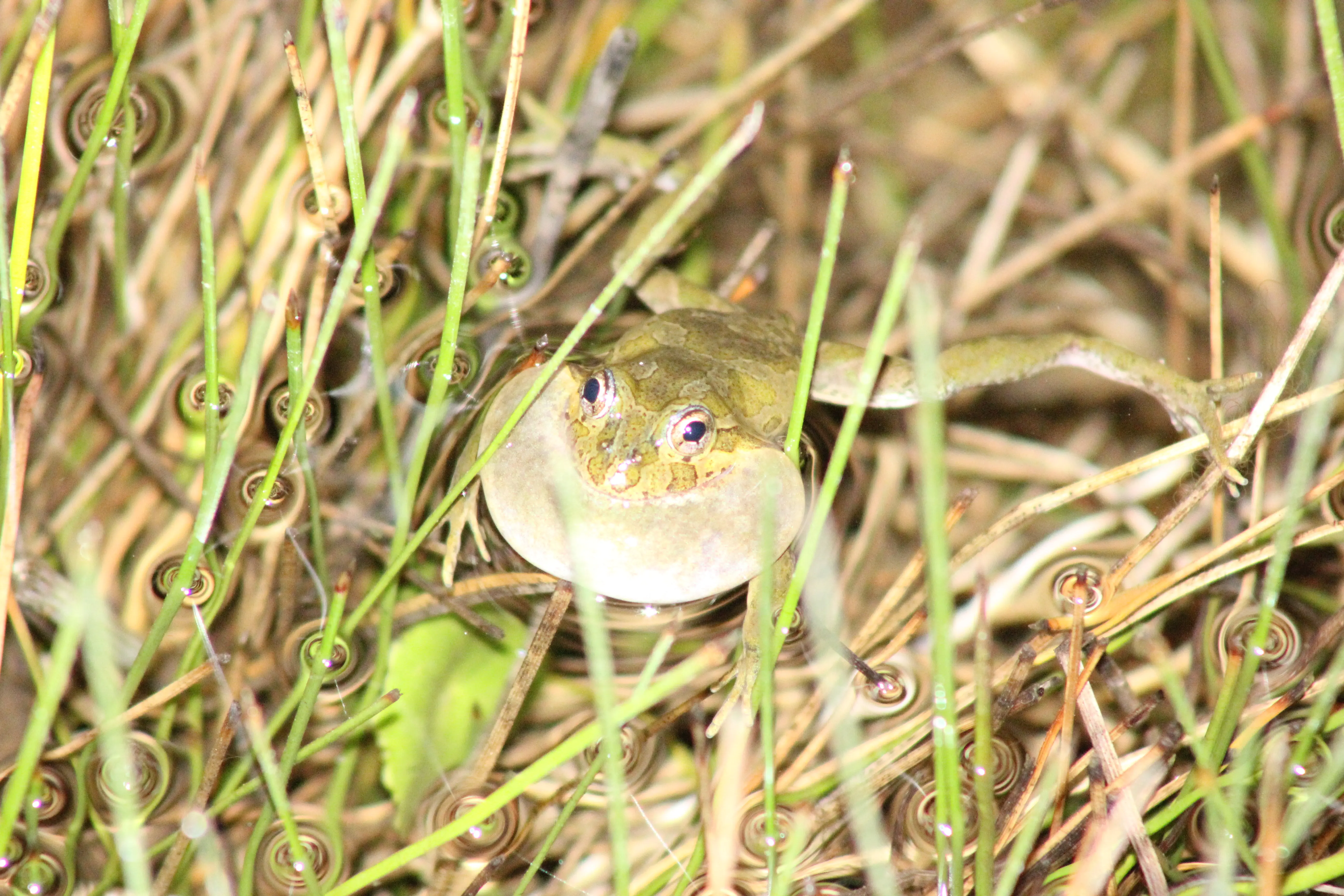 Consultorías Integrales Ambientales y Desarrollo de Estudios Ambientales